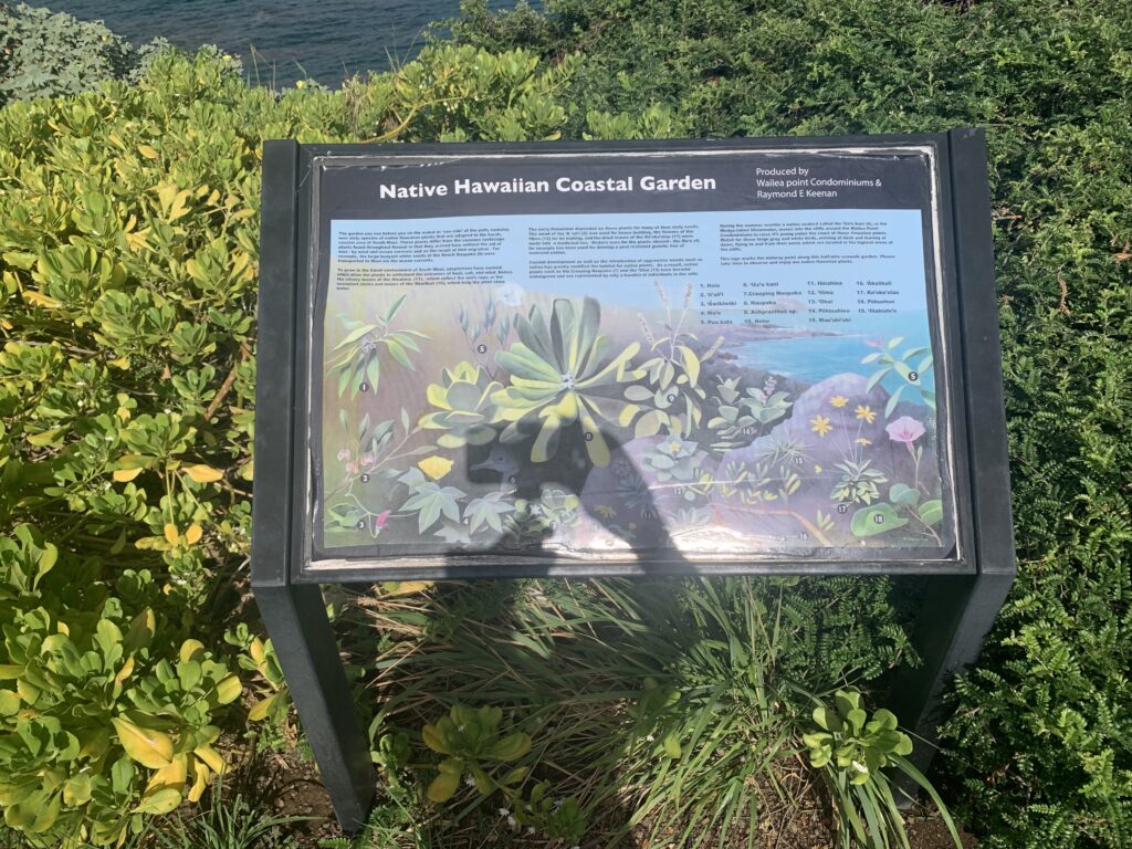 Plant restoration along Wailea Beach path