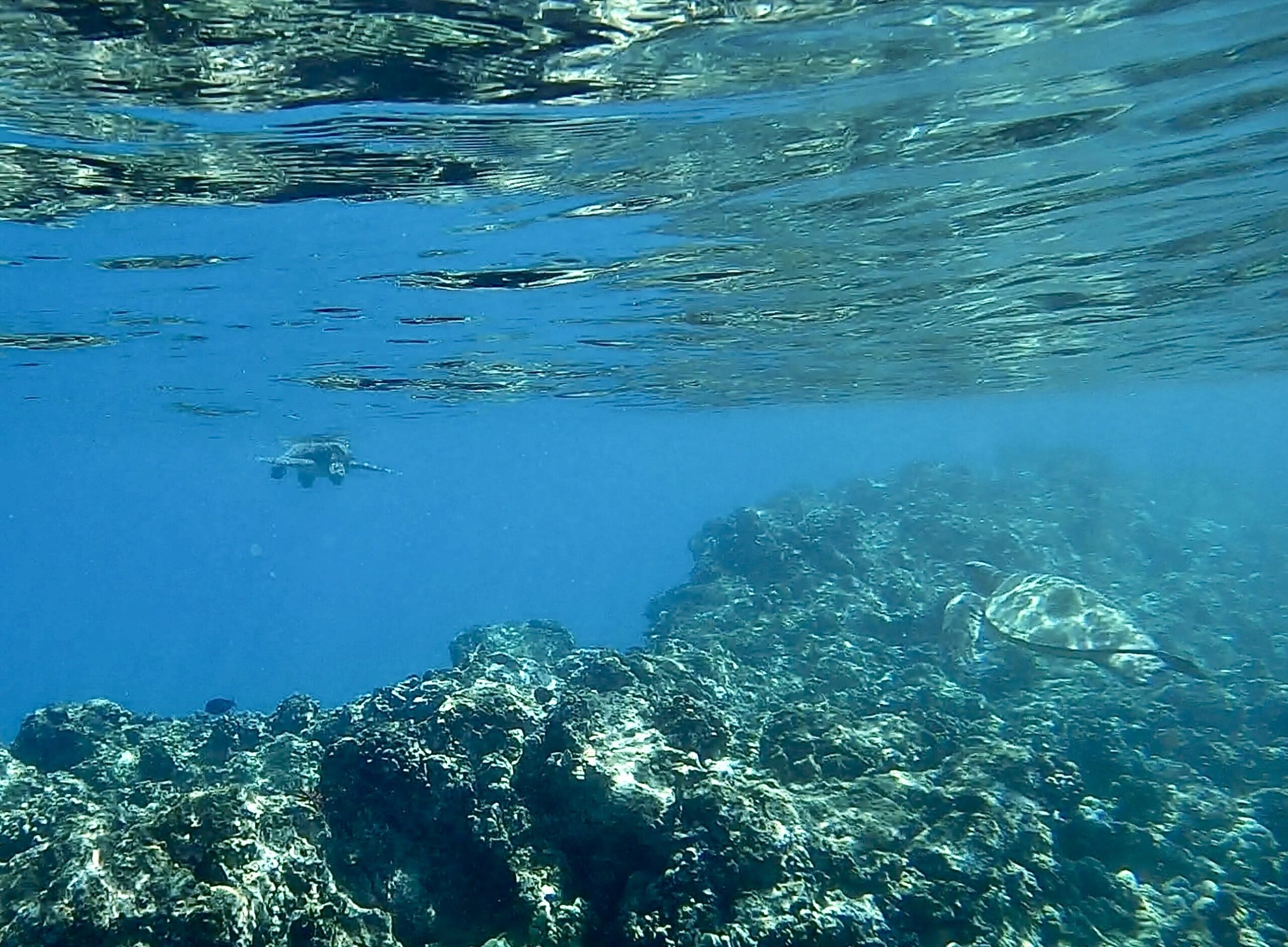 Ulua turtles