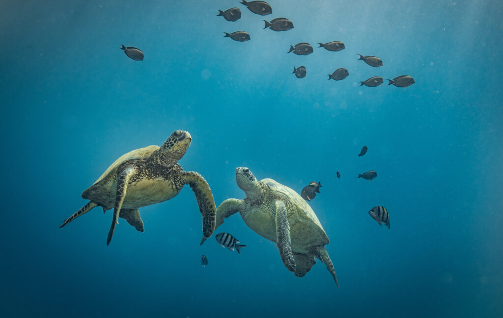 Turtles in Hawaii chilling at a cleaning station Green turtles Maui