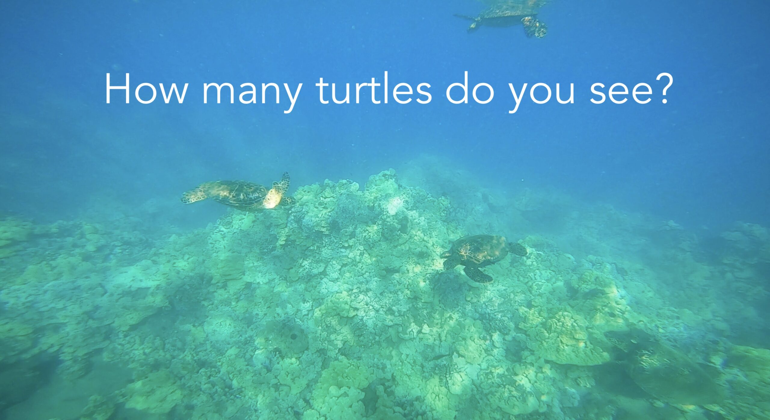 Turtles at Makena Surf Turtles at Makena Surf