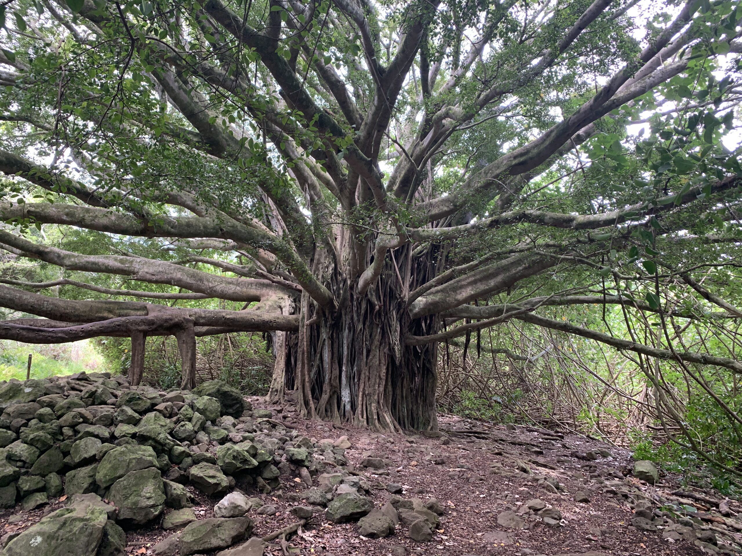 crazy tree
