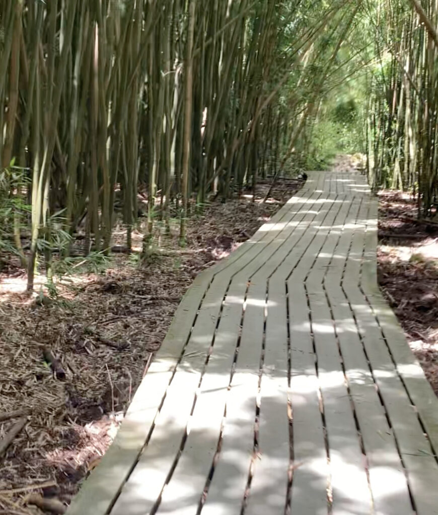 Bamboo forest - Pīpīwai Trail