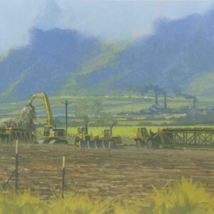 "Sugar Cane Harvest Maui"